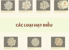 CÁC LOẠI HẠT ĐIỀU.png